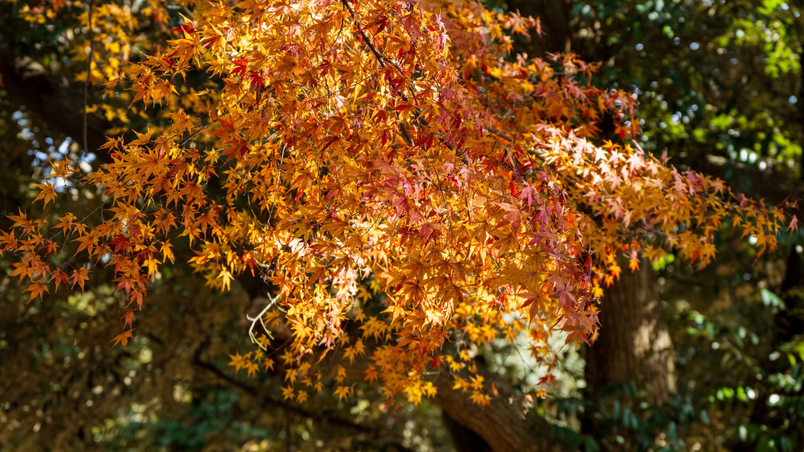 一个人在日本旅行