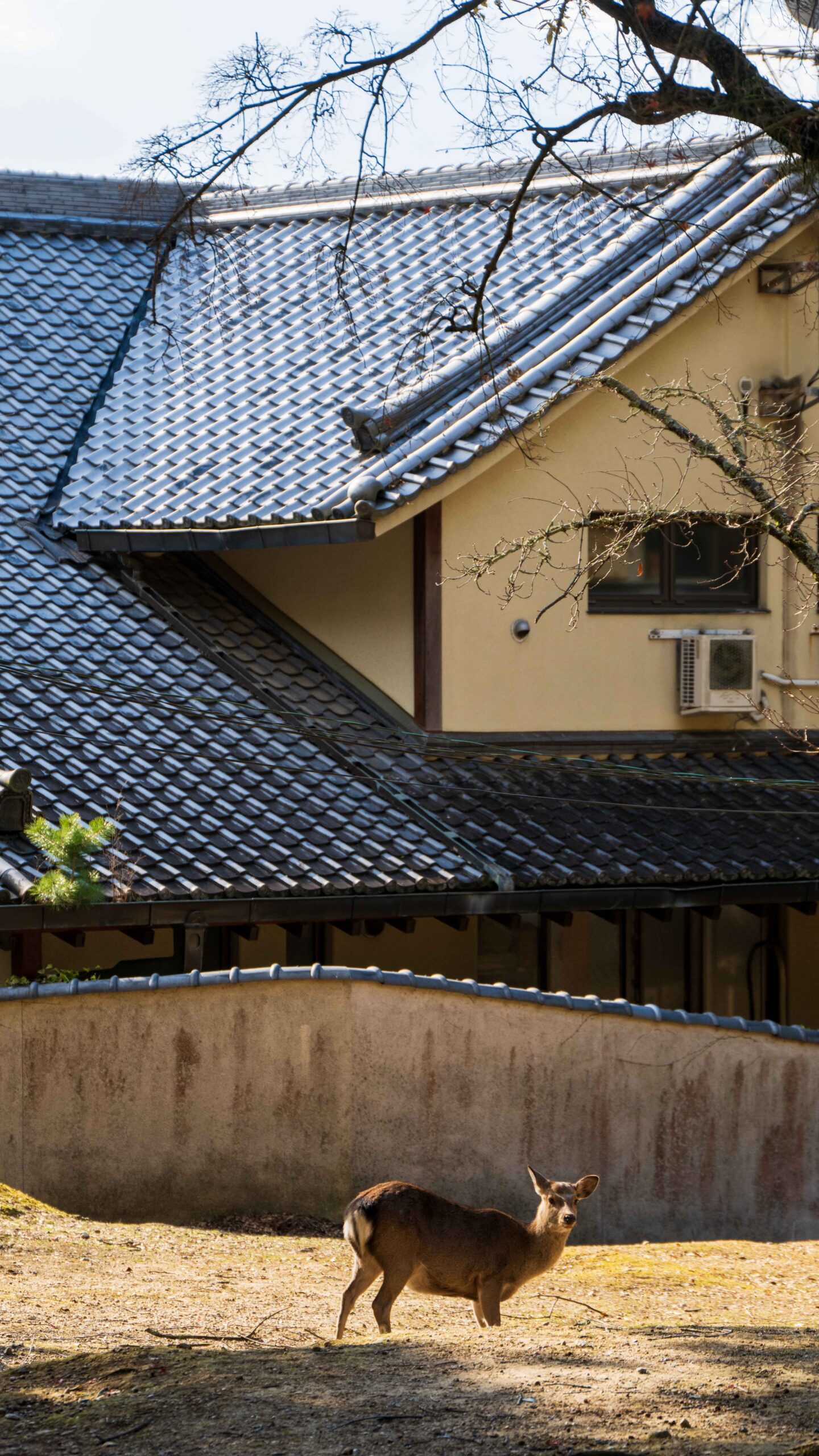 一个人在日本旅行