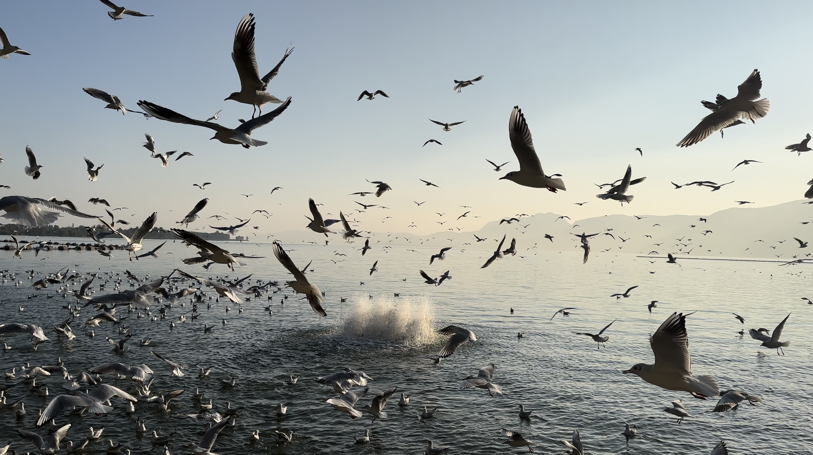 2023年11月昆明海鸿湿地公园海鸥